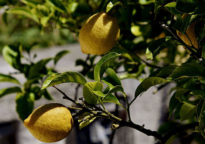 Low angle view of fruits on tree