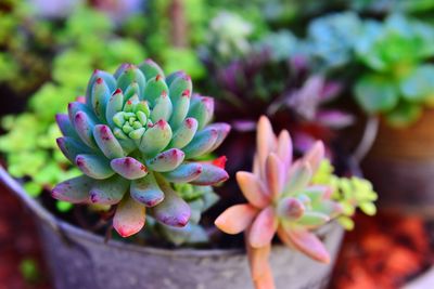 Close-up of pink flowering plant