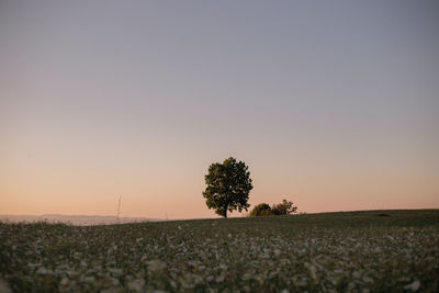 Tree on field against clear sky during sunset