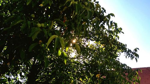 Low angle view of trees