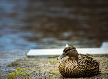 Duck on a lake