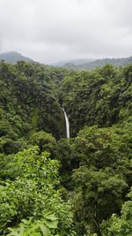 Scenic view of forest against sky