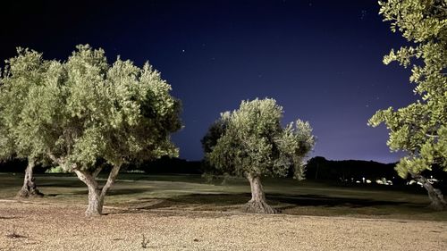 Trees on field against sky at night