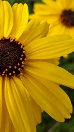 Close-up of sunflower field