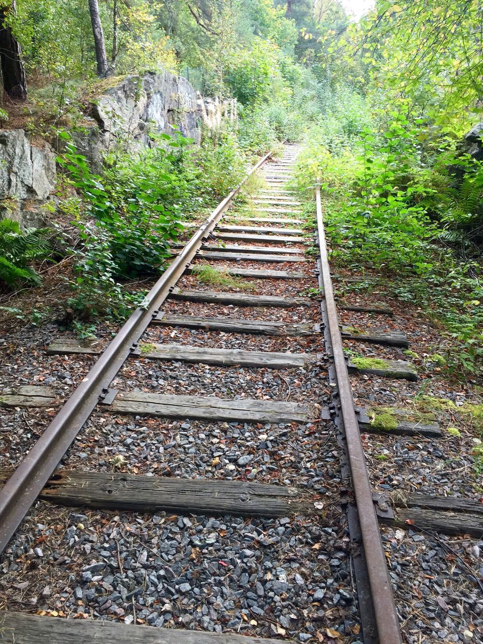 SURFACE LEVEL OF RAILWAY TRACKS ALONG TREES