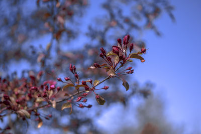 Close-up of cherry blossoms in spring