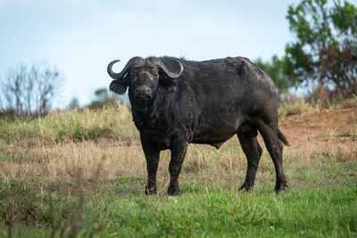 Cape buffalo stands on grass watching camera
