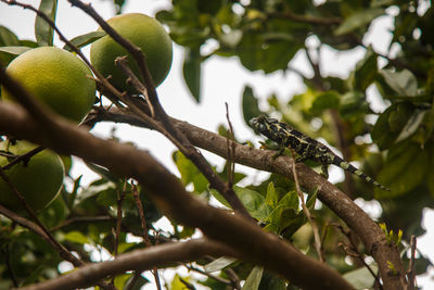 Low angle view of bird perching on tree