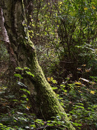 Trees growing in forest