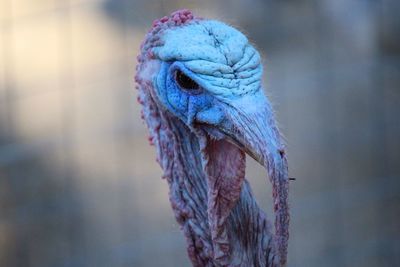 Close-up of turkey bird