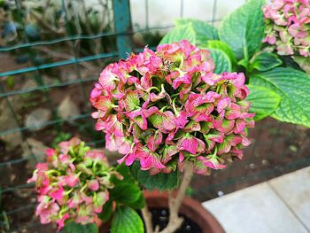 Close-up of pink flower pot