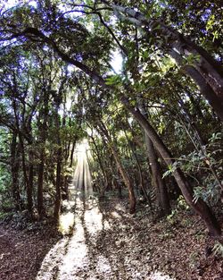 Trees in forest