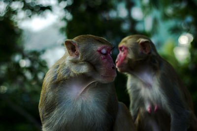 Close-up of monkeys