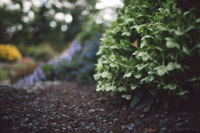 Close-up of fresh green plant