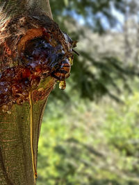 Close-up of lizard on tree trunk
