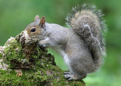 Close-up of squirrel