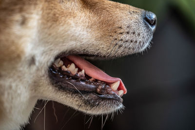 Close-up of dog looking away