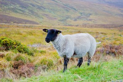 Side view of sheep on field