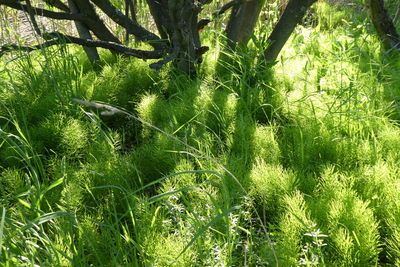View of trees growing in field