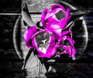 Close-up of pink orchid flower