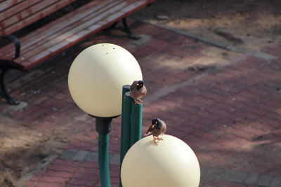 Close-up of bird on cable