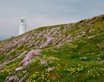 Scenic view of flowering plant by building against sky