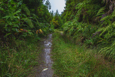 Footpath amidst plants and trees