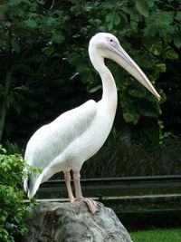 White bird perching on rock