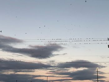 Low angle view of birds flying in sky