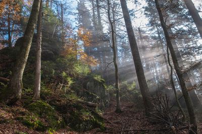 Trees in forest