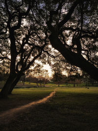 Trees in park