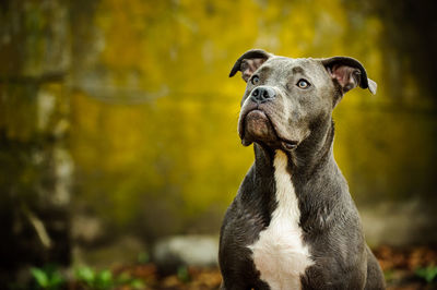 Close-up of boxer dog looking up