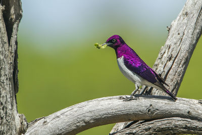 Close-up of bird perching on branch