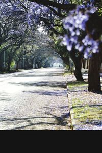 View of trees on grass