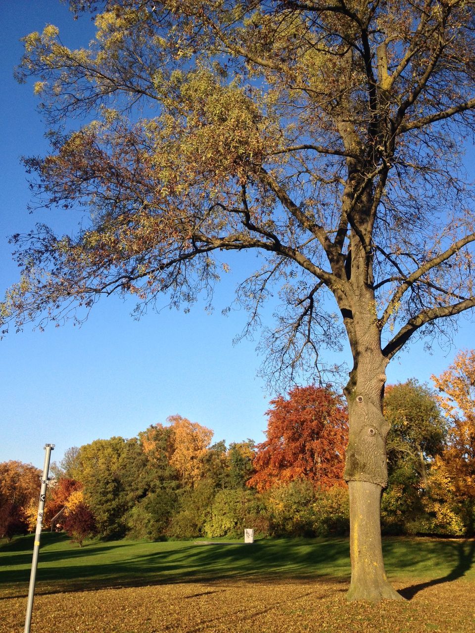 TREES ON FIELD AGAINST CLEAR SKY