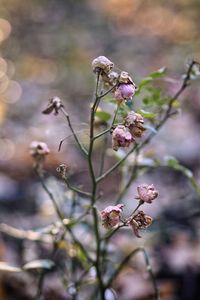 Close-up of wilted plant against blurred background