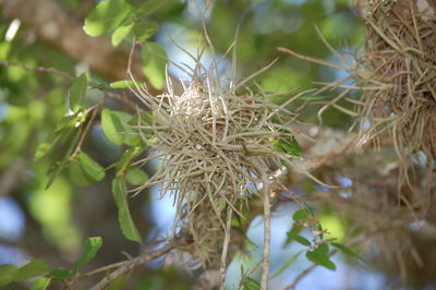 Close-up of plant against blurred background