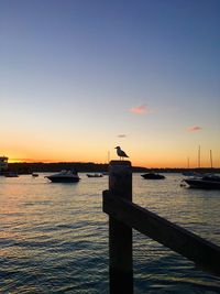 Seagull perching on sea against clear sky during sunset