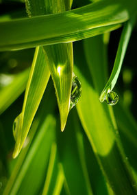 Close-up of raindrops on leaf