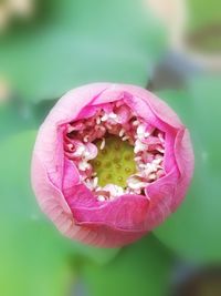 Close-up of pink rose flower