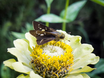 Close-up of butterfly pollinating on yellow flower
