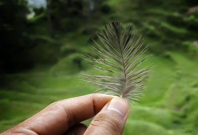 Close-up of hand holding a feather