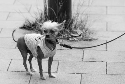 Dog on sidewalk