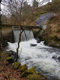 Scenic view of river flowing in forest