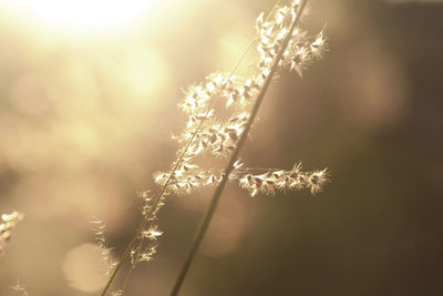 Close-up of dried flowers on plant