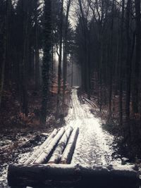 Trees growing in forest during winter