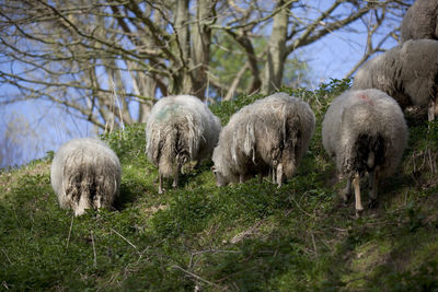 Sheep grazing on field