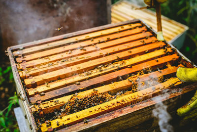 High angle view of bees in honeycomb