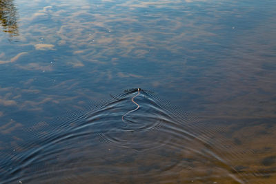 High angle view of ducks swimming in lake