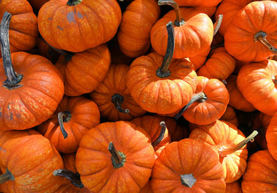 Full frame shot of pumpkins for sale